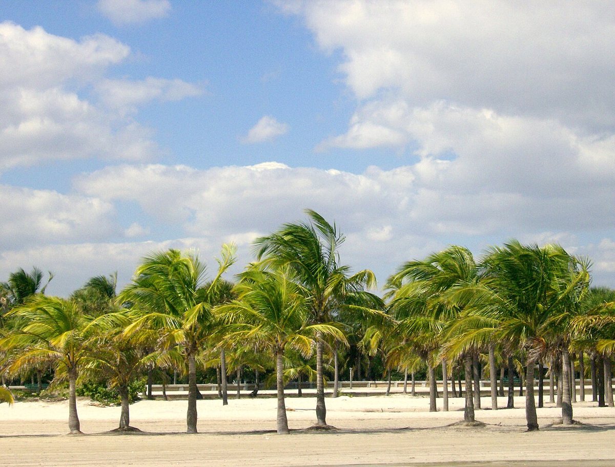 Wide Atlantic beach and sea grape hammock at Crandon Park on Key Biscayne