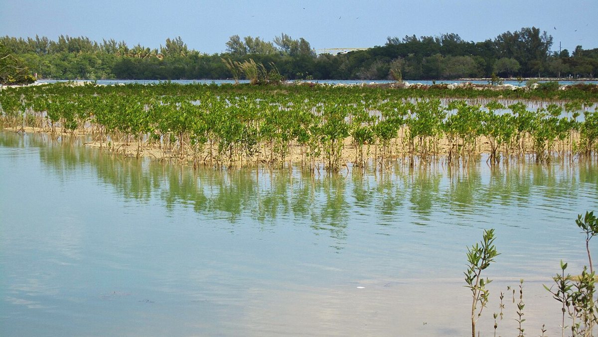 Mangrove-lined kayak trail at Oleta River State Park in North Miami