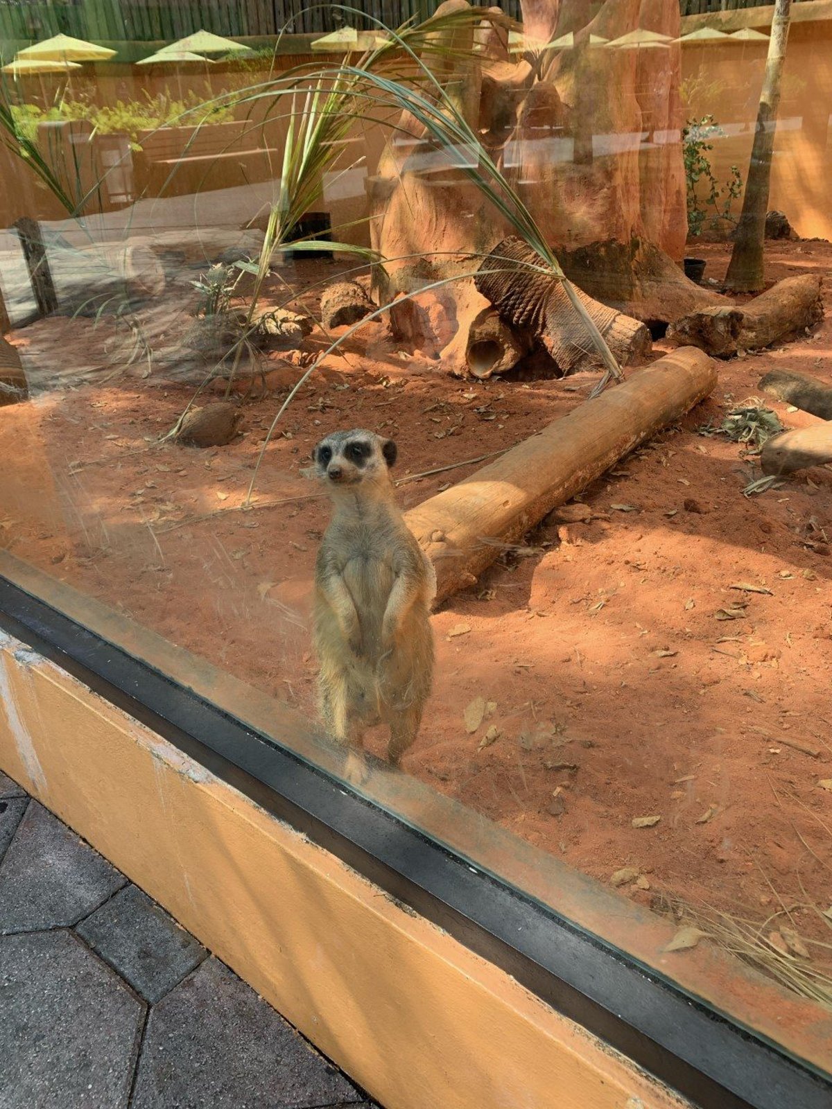 A meerkat in an animal exhibit at Zoo Miami